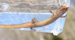 Desmognathus welteri