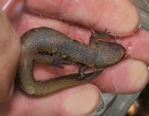 Black Mountain Salamander