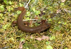 Desmognathus welteri
