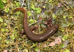 Desmognathus welteri