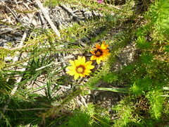 Gazania ciliaris