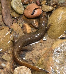 Desmognathus welteri