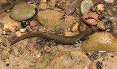 Desmognathus welteri