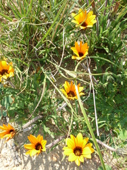 Gazania ciliaris