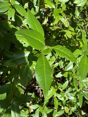 Backhousia subargentea