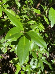 Backhousia subargentea