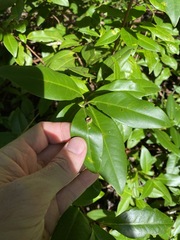 Backhousia subargentea