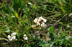 Triphysaria versicolor versicolor