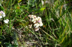 Triphysaria versicolor versicolor