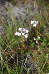Triphysaria versicolor versicolor