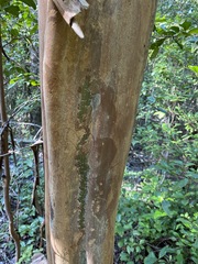 Backhousia subargentea