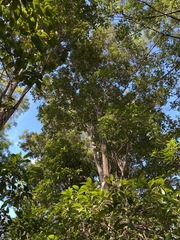 Backhousia subargentea