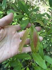 Backhousia subargentea