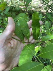 Beilschmiedia elliptica