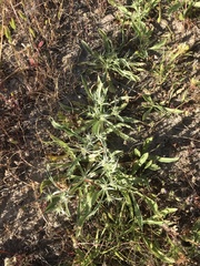 Eryngium aristulatum