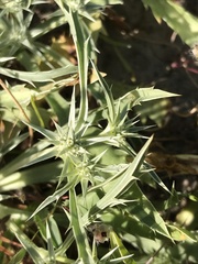 Eryngium aristulatum