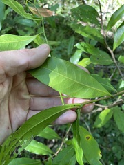 Beilschmiedia elliptica