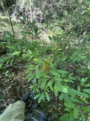 Beilschmiedia elliptica