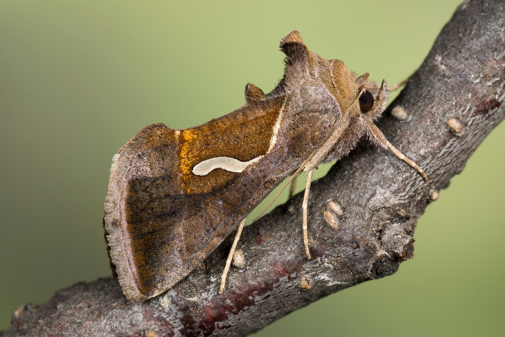 Dewick's Plusia