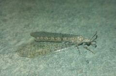 Cueta divisa