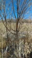 Elaeagnus angustifolia