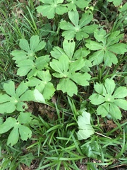 Podophyllum peltatum