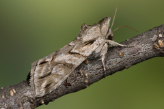 Cucullia fraudatrix