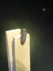 Lichenophanes bicornis