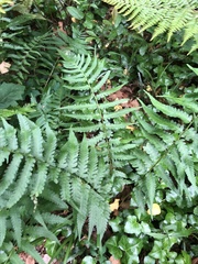 Dryopteris × australis