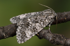 Acronicta megacephala