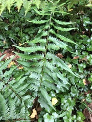 Dryopteris × australis