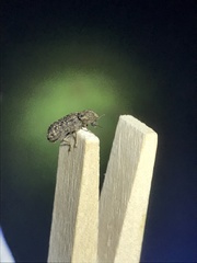 Lichenophanes bicornis