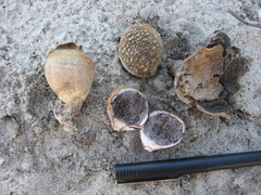 Scleroderma floridanum
