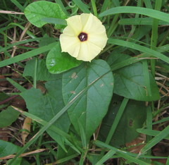 Hewittia malabarica