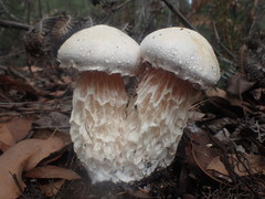 Austroboletus niveus