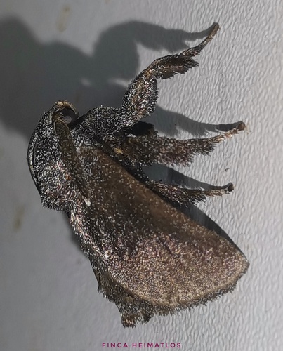 Perola repetita
