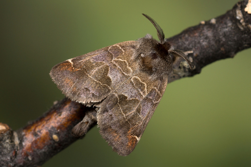 Small Chocolate-tip, photo 5 of 10