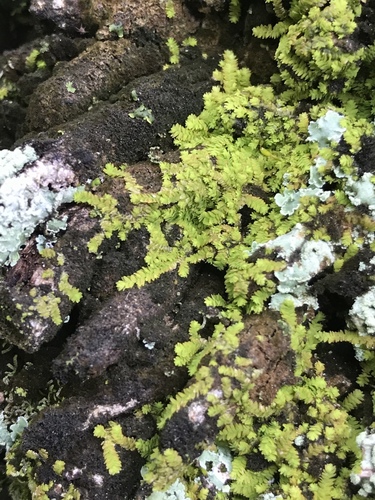 Erpodiaceae image