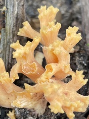 Ramaria capitata