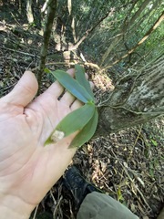 Peristeranthus hillii