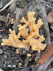 Ramaria capitata
