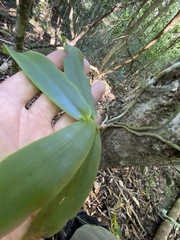 Peristeranthus hillii