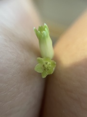 Polygonatum biflorum