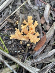 Ramaria capitata