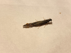 Lymexylidae