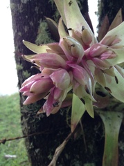 Tillandsia biflora
