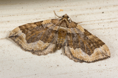 Pelurga comitata