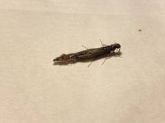 Lymexylidae