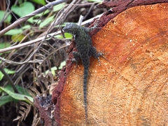 Sceloporus hondurensis