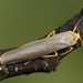 Scarce Footman Moth - Photo (c) Nikolai Vladimirov, some rights reserved (CC BY-NC), uploaded by Nikolai Vladimirov